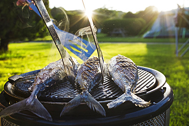 A small barbecue with three fresh mackerel fish on the grill, and a person using tongs to turn the fish, England, United Kingdom