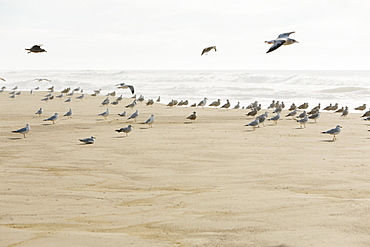 Large flock of seagulls on sandy beach by ocean.