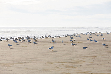 Large flock of seagulls on sandy beach by ocean.