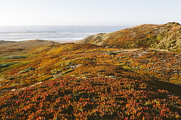 Landscape covered with ice plant.