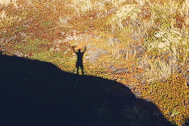 High angle view of shadow of man with raised arms, standing on hill above landscape covered with ice plant.