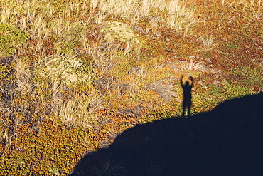 High angle view of shadow of man with raised arms, standing on hill above landscape covered with ice plant.