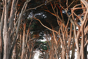 Low angle view along alley of gnarly Cypress trees at dusk.