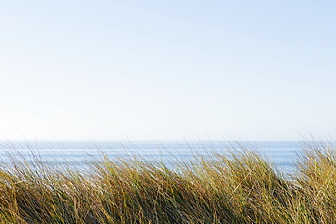 Landscape with windswept sea grasses and ocean in the distance.