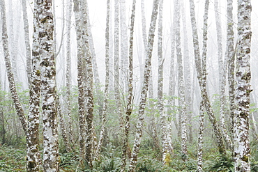 Dense woodland, alder trees with slim straight tree trunks in the mist.