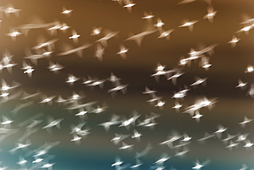 Abstract of starlings flying across overcast sky.