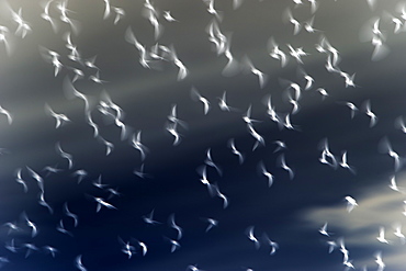 Abstract of starlings flying across overcast sky.