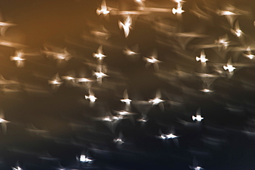 Abstract of starlings flying across overcast sky.