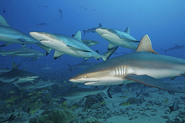 Grey reef sharks in the islands of the South Pacific.