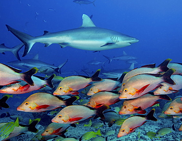 Marine life, fish in the waters of the South Pacific. A grey reef shark among a humpback red snapper shoal.