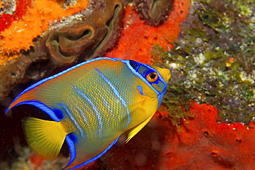 Close-up of a juvenile Queen angelfish on the seabed.