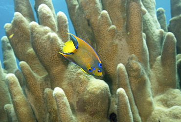 Queen angelfish swimming through Pillar coral.