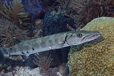 Great barracuda fish, Sphyraena barracuda, on a coral reef.