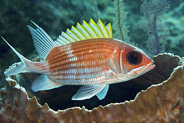 Squirrelfish (Holocentrus adscensionsis) finds shelter near a large Barrel sponge.