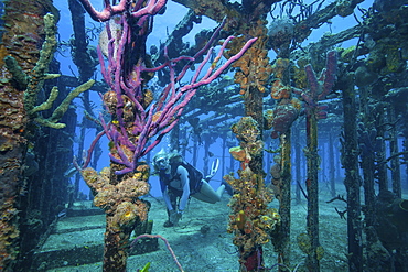 Diver swims amid the remains of the Willaurie shipwreck, Nassau, Bahamas