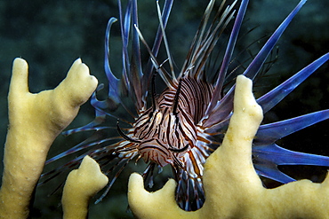 The invasive species, Lionfish (Pterois volitans) amid fire coral plants.