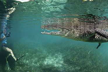 A snorkeller, diver in the water with a socially interactive crocodile at the Garden of the Queens, Cuba.