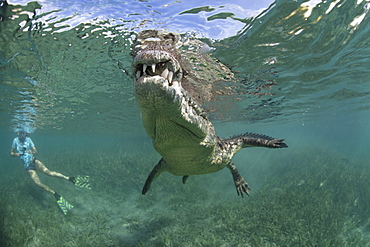 A snorkeller, diver in the water with a socially interactive crocodile at the Garden of the Queens, Cuba.