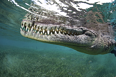 Nino, a socially interactive crocodile at the Garden of the Queens, Cuba. Underwater shot, close up of the animal snout.