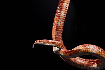 Portrait of Corn snake (Pantherophis guttatus) hanging against black background, England