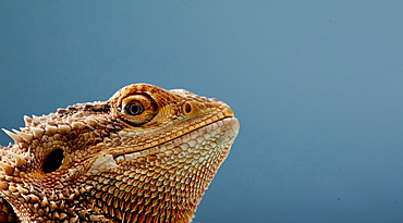 Portrait of head of Bearded Dragon (Pogona) against blue background, England