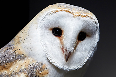 Portrait of a barn owl (Tyto alba) against black background, England