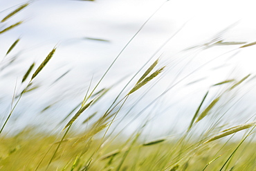 Close up of blades of wheat grass, Washington, United States of America