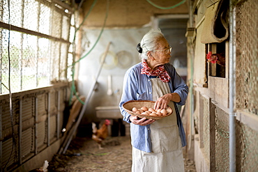 Elderly woman with grey hair standing in a chicken house, holding basket, collecting fresh eggs, Japan