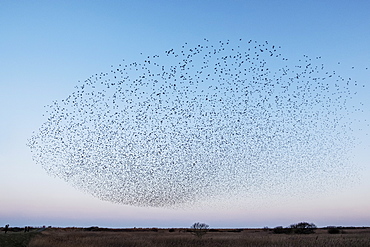 Spectacular murmuration of starlings, a swooping mass of thousands of birds in the sky, England, United Kingdom