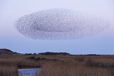 Spectacular murmuration of starlings, a swooping mass of thousands of birds in the sky, England, United Kingdom