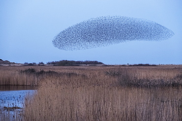 Spectacular murmuration of starlings, a swooping mass of thousands of birds in the sky, England, United Kingdom