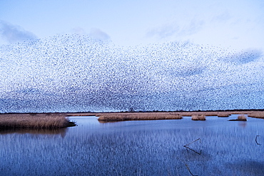 A murmuration of starlings, a spectacular aerobatic display of a large number of birds in flight at dusk over the countryside, England, United Kingdom