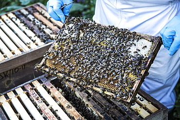 Beekeeper wearing protective suit at work, inspecting wooden beehive, England, United Kingdom