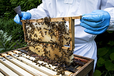 Beekeeper wearing protective suit at work, inspecting wooden beehive, England, United Kingdom