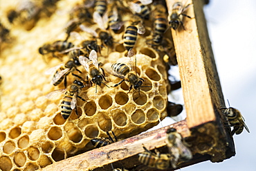 Close up of bees and honeycomb in wooden beehive, England, United Kingdom