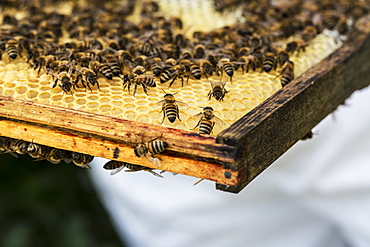 Close up of bees and honeycomb in wooden beehive, England, United Kingdom