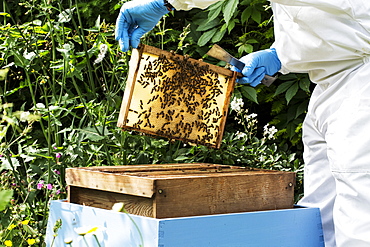 Beekeeper wearing protective suit at work, inspecting wooden beehive, England, United Kingdom