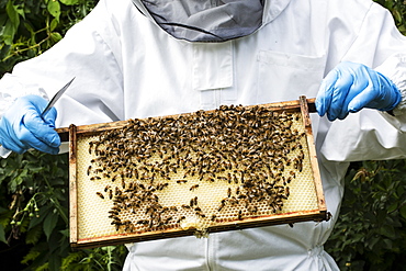 Beekeeper wearing protective suit at work, inspecting wooden beehive, England, United Kingdom