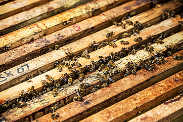 Close up of bees and honeycomb in wooden beehive, England, United Kingdom