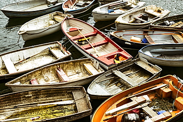 Small wooden rowing boats moored on long lines in a harbour, packed together, Cornwall, England