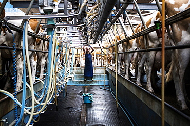 Man wearing apron standing in a milking shed, milking Guernsey cows, Buckinghamshire, England