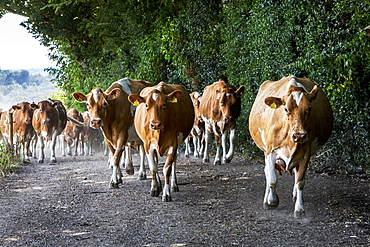 Herd of Guernsey cows being driven along a rural road, Buckinghamshire, England