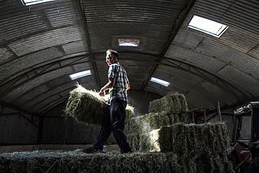 Farmer stacking hay bales in a barn, Oxfordshire, England