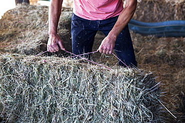 Farmer stacking hay bales in a barn, Oxfordshire, England