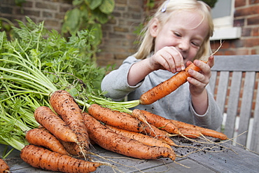 A child inspecting freshly picked carrots with mud on them. 