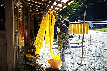 Japanese woman outside a textile plant dye workshop, hanging up freshly dyed bright yellow fabric, Kyushu, Japan