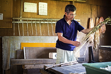 Japanese man in a workshop holding plant twigs and stripping the fibre to making traditional Washi paper, Kyushu, Japan