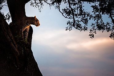 A leopard, Panthera pardus, sits in the fork of a tree at sunset, Londolozi Game Reserve, Sabi Sands, Greater Kruger National Park, South Africa