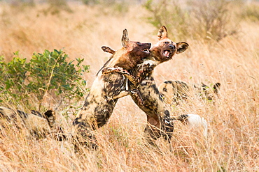 Two wild dogs, Lycaon pictus, stand on their hind legs in long dry grass and fight, bloody faces, showing teeth, Londolozi Game Reserve, Sabi Sands, Greater Kruger National Park, South Africa