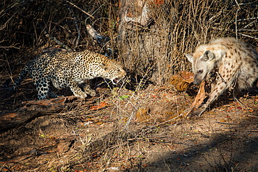 A leopard, Panthera pardus, bends down and snarls at a hyena, Crocuta crocuta eating a carcass, Londolozi Game Reserve, Sabi Sands, Greater Kruger National Park, South Africa